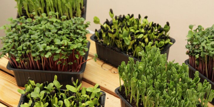Microgreens plné živin a vitamínů: ředkvička, slunečnice nebo hrách