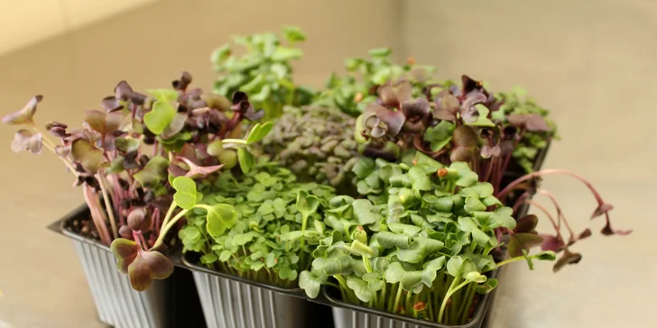 Microgreens plné živin a vitamínů: ředkvička, slunečnice nebo hrách