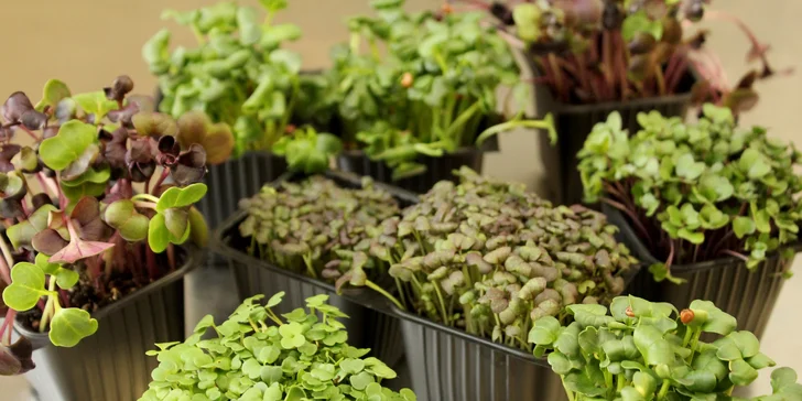Microgreens plné živin a vitamínů: ředkvička, slunečnice nebo hrách