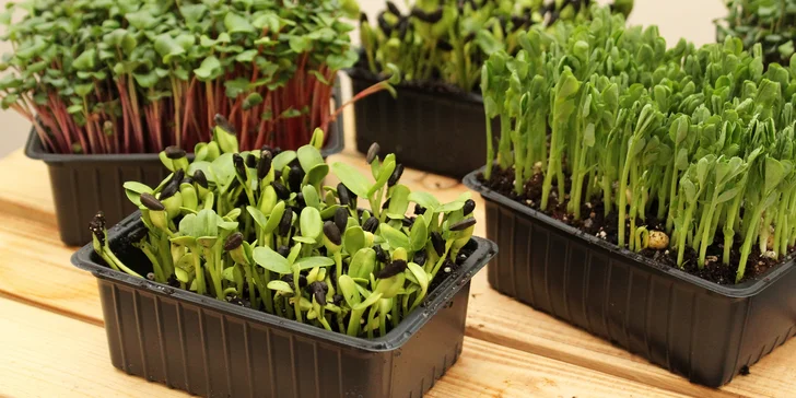 Microgreens plné živin a vitamínů: ředkvička, slunečnice nebo hrách