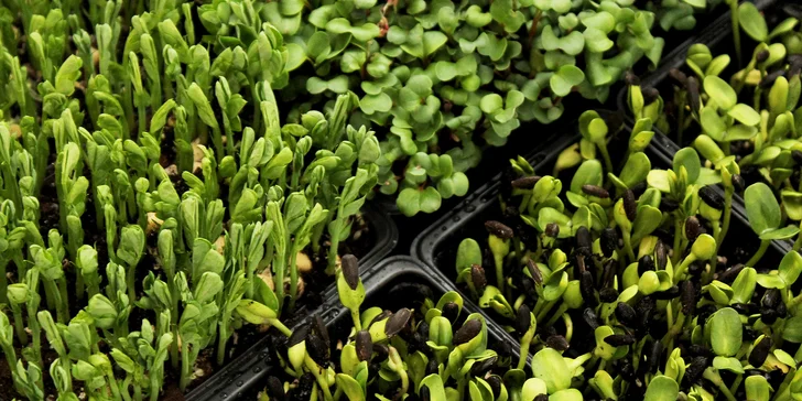 Microgreens plné živin a vitamínů: ředkvička, slunečnice nebo hrách