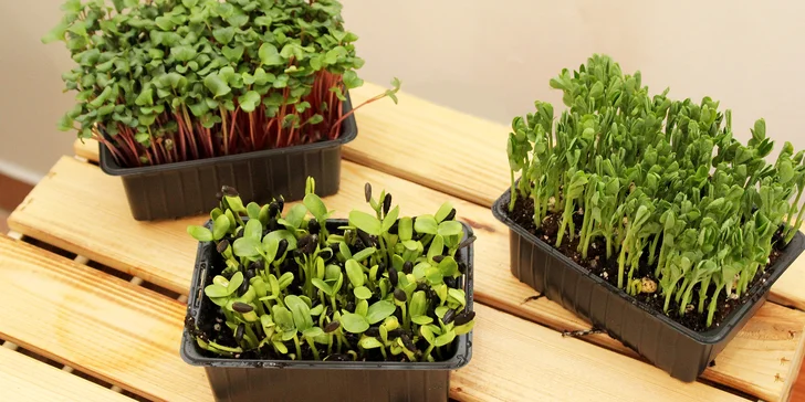 Microgreens plné živin a vitamínů: ředkvička, slunečnice nebo hrách