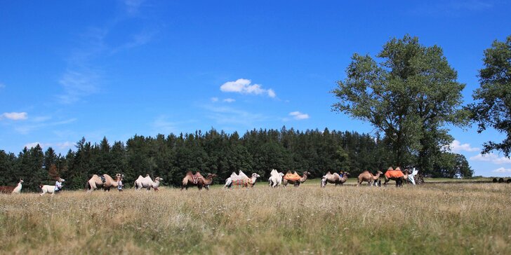 Návštěva velbloudí farmy ve 2–5 osobách: individuální program zahrnující výklad, práci i jízdu mezi hrby