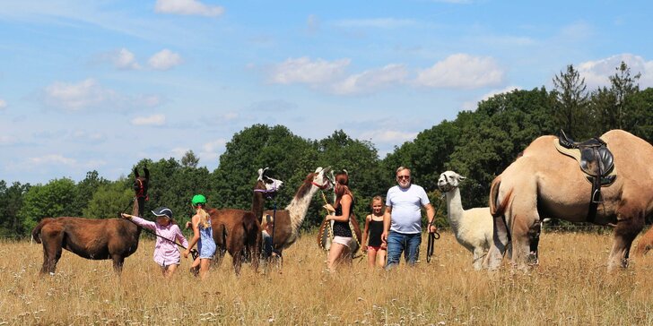 Návštěva velbloudí farmy ve 2–5 osobách: individuální program zahrnující výklad, práci i jízdu mezi hrby