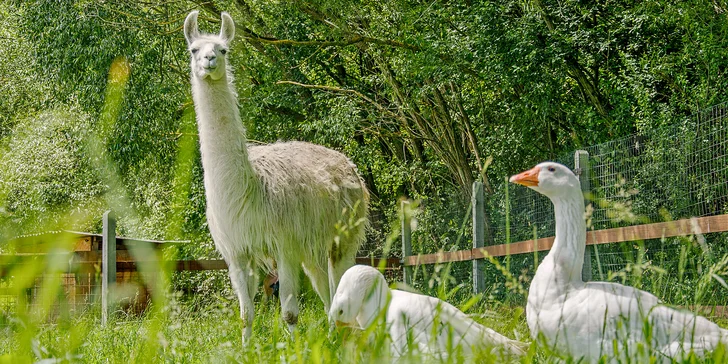Báječný den pro celou rodinu: procházka s lamou a piknik i komentovaná prohlídka jedlého parku