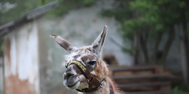 Po procházce si pak můžete prohlédnout místní minizoo.