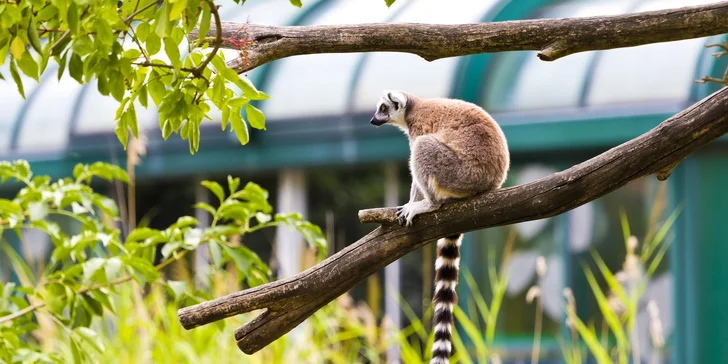 Odpočinková dovolená u paláce Schönbrunn: 3* ubytování se snídaní a vstupenka do zoo