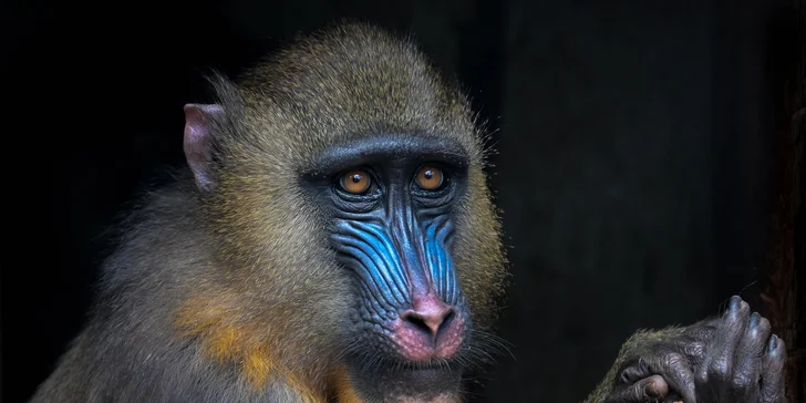 Za den fotografem: fotografické kurzy v zoo Praha, Liberec, Dvůr Králové a Jihlava