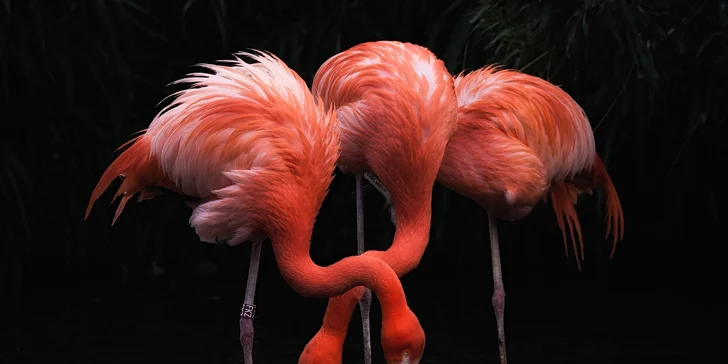 Za den fotografem: fotografické kurzy v zoo Praha, Liberec, Dvůr Králové a Jihlava