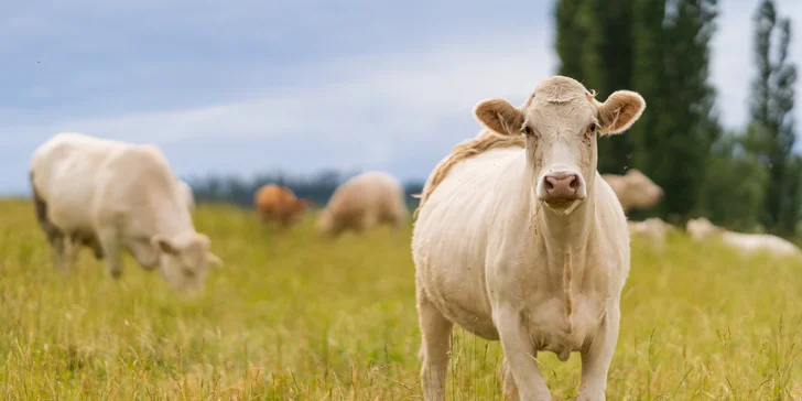 Farmářovo menu: dva hlavní chody, dezert, káva i víno s prohlídkou statku