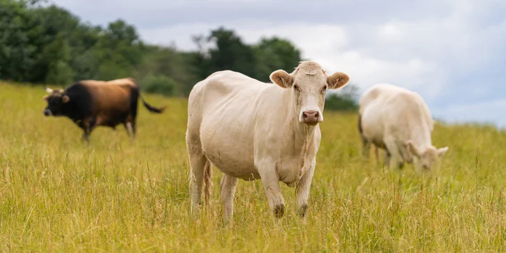 Farmářovo menu: dva hlavní chody, dezert, káva i víno s prohlídkou statku
