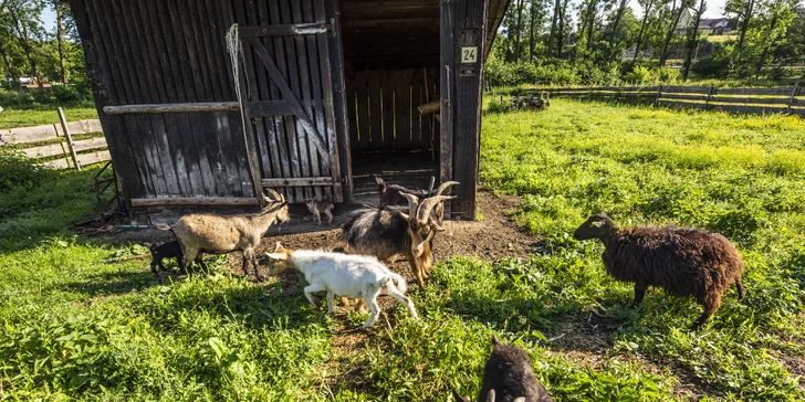 Areál v podzámčí Košátky: muzeum alchymie a perníků, zookoutek i kreativní dílny