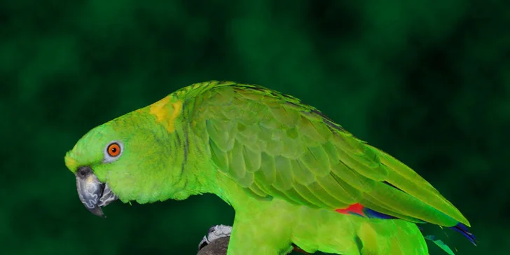 Zvířátka od ar po zubry: vstupné do táborské zoo pro dospělé, děti i rodiny