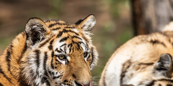 Jednodenní fotokurz v zoo: Olomouc, Brno, Vyškov, Hodonín či Ostrava