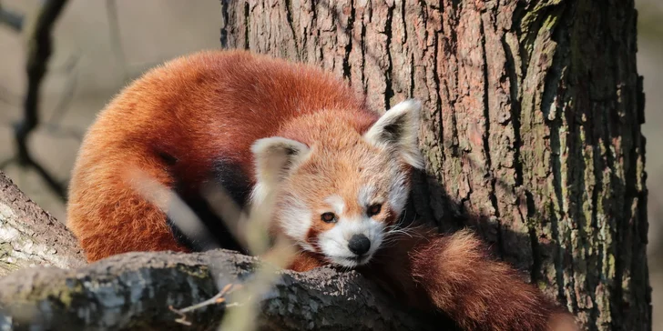 Jednodenní fotokurz v zoo: Olomouc, Brno, Vyškov, Hodonín či Ostrava