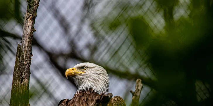 Jednodenní fotokurz v zoo: Olomouc, Brno, Vyškov, Hodonín či Ostrava