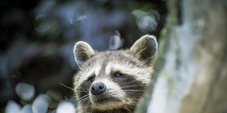 Zvířátka od ar po zubry: vstupné do táborské zoo pro dospělé, děti i rodiny