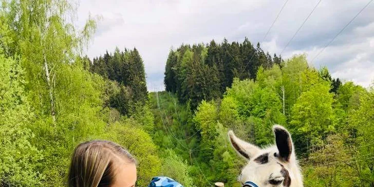 Lamatreking v Krkonoších pro 2 osoby: 40–100min. okruh i krmení po návratu