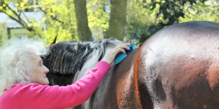 Asistenční jednorožec: přispějte na dopravu terapeutického koně k seniorům a nemocným lidem