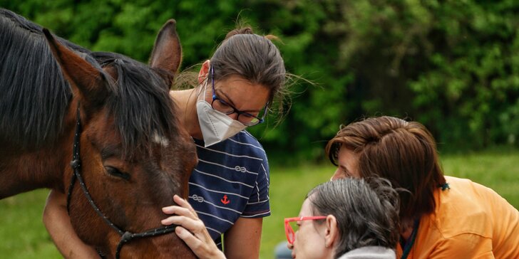 Asistenční jednorožec: přispějte na dopravu terapeutického koně k seniorům a nemocným lidem