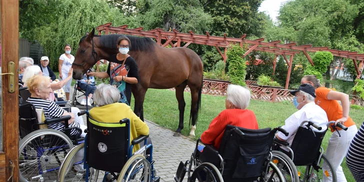 Asistenční jednorožec: přispějte na dopravu terapeutického koně k seniorům a nemocným lidem