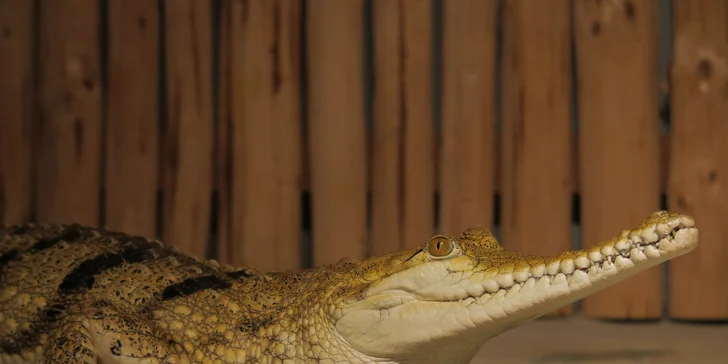 Nakrmte krokodýly: VIP vstupenka pro 1 či 2 osoby do Krokodýlí Zoo