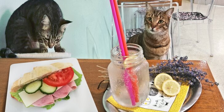 Kočičí kavárna v Kladně: panini nebo croissant s domácí limonádou