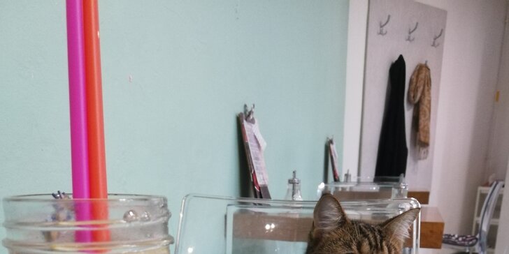 Kočičí kavárna v Kladně: panini nebo croissant s domácí limonádou