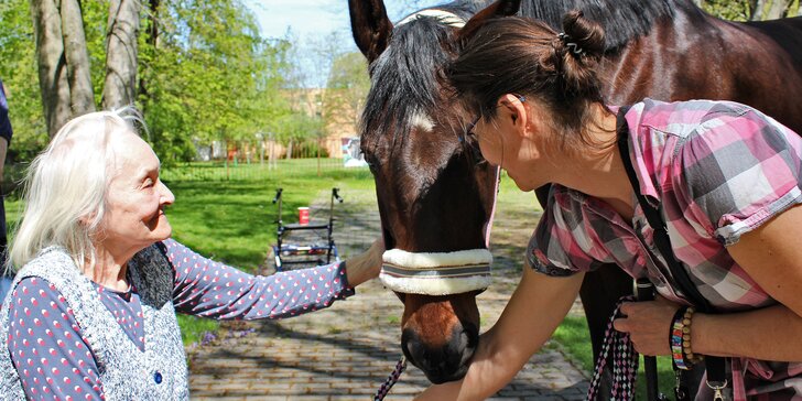 Asistenční jednorožec: přispějte na dopravu terapeutického koně k seniorům a nemocným lidem