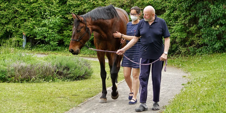 Asistenční jednorožec: přispějte na dopravu terapeutického koně k seniorům a nemocným lidem