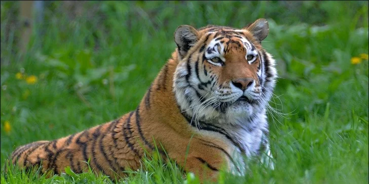 Zvířátka od ar po zubry: vstupné do táborské zoo pro dospělé, děti i rodiny