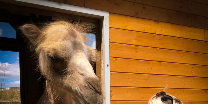 Zvířátka od ar po zubry: vstupné do zoologické zahrady v Táboře