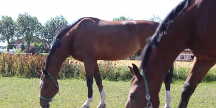 Příprava koně a vyjížďka do terénu pro začátečníky, zkušené jezdce i rodiny