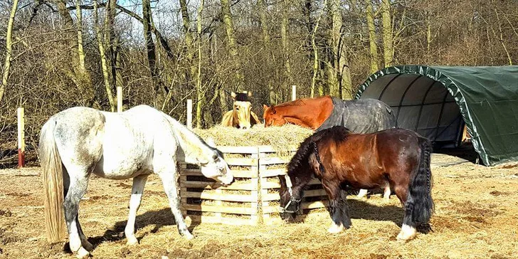 Sobotní vyjížďky v sedle pro zkušené jezdce i začátečníky včetně dětí