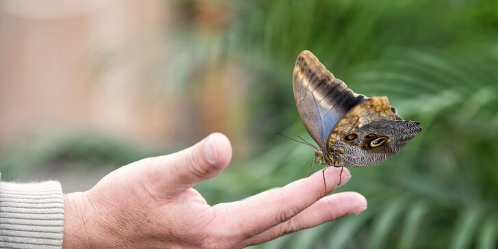 Tropická zahrada se stovkami motýlů: vstup pro jednoho, pár i celou rodinu