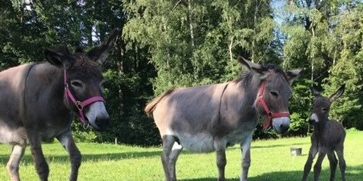 Oslí cesta Českým rájem: vyrazte na rodinnou procházku s ušatými kamarády