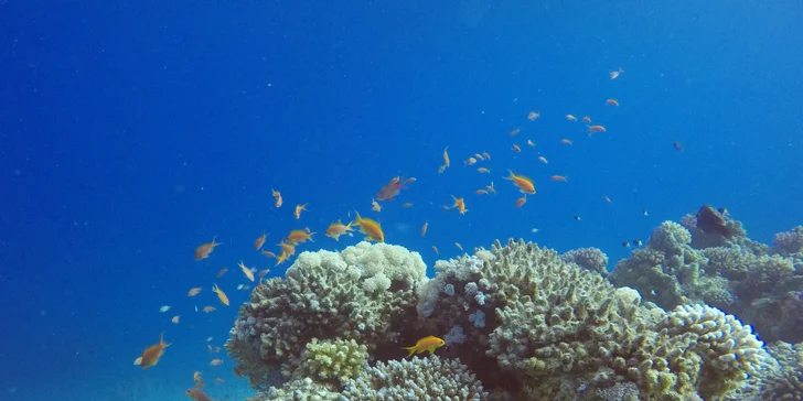 Komplexní potápěčský kurz pro začátečníky se školou Enjoy diving