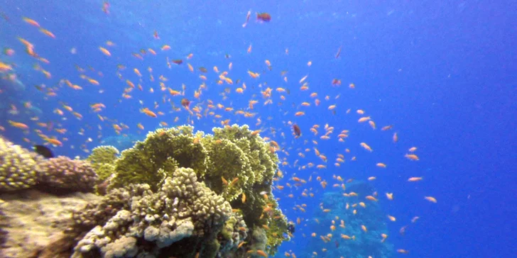 Komplexní potápěčský kurz pro začátečníky se školou Enjoy diving