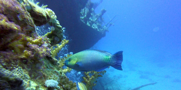 Komplexní potápěčský kurz pro začátečníky se školou Enjoy diving