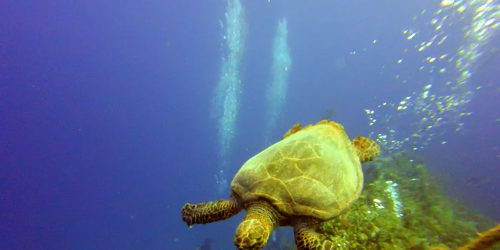 Komplexní potápěčský kurz pro začátečníky se školou Enjoy diving