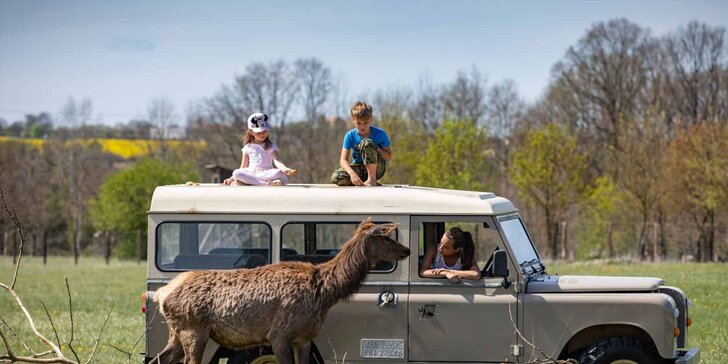 Zážitky na safari: krmení i péče o velblouda či oslíka a k tomu občerstvení