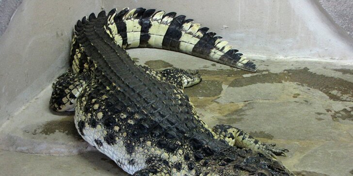 Staňte se na den ošetřovatelem krokodýlů a gaviálů v Krokodýlí ZOO Protivín