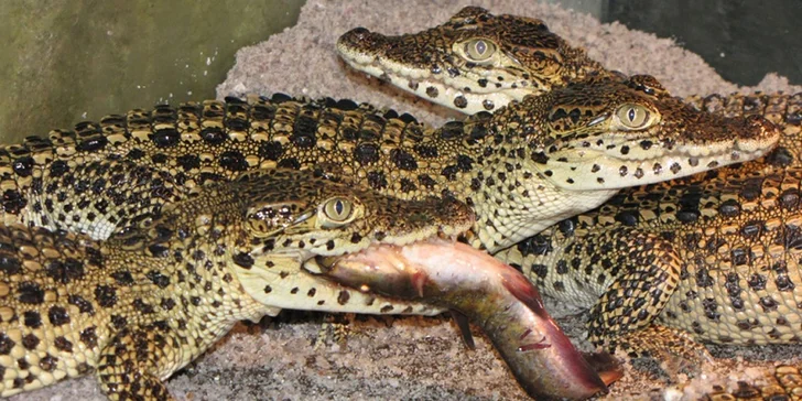 Staňte se na den ošetřovatelem krokodýlů a gaviálů v Krokodýlí ZOO Protivín