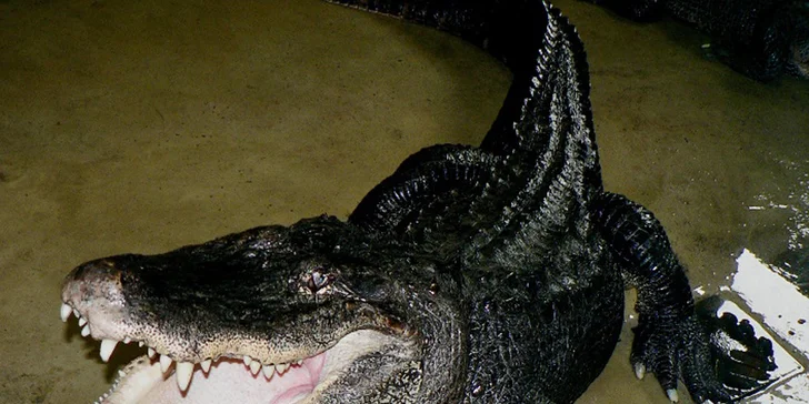 Staňte se na den ošetřovatelem krokodýlů a gaviálů v Krokodýlí ZOO Protivín