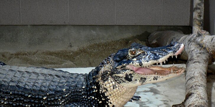 Staňte se na den ošetřovatelem krokodýlů a gaviálů v Krokodýlí ZOO Protivín