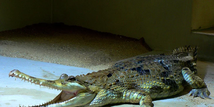 Staňte se na den ošetřovatelem krokodýlů a gaviálů v Krokodýlí ZOO Protivín