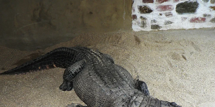 Staňte se na den ošetřovatelem krokodýlů a gaviálů v Krokodýlí ZOO Protivín