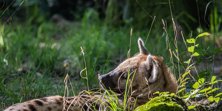 Jednodenní fotokurz v zoo: Olomouc, Brno, Vyškov, Hodonín či Ostrava