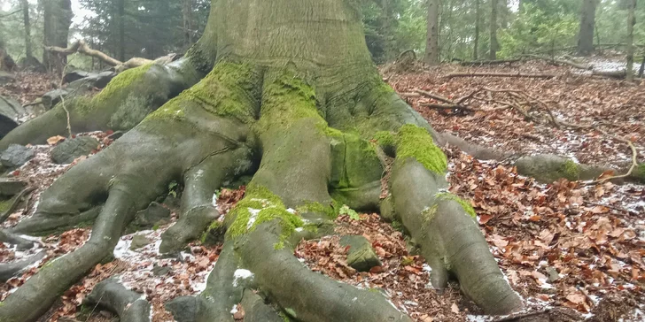 Lesní terapie se koná za každého počasí.