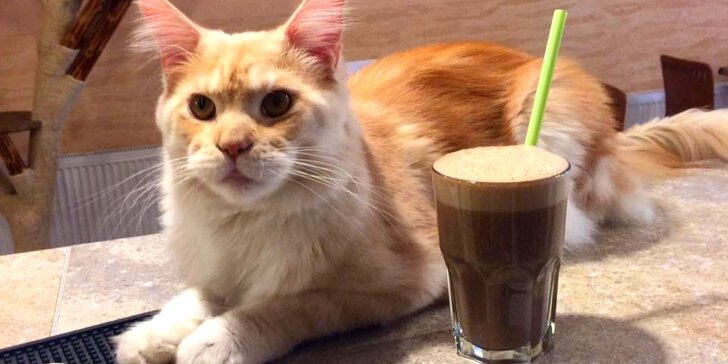 V milé společnosti: káva a slaďoučký dezert v kočičí kavárně pro 1 nebo 2 osoby